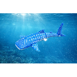 Whale Shark